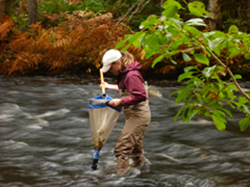 Lindsey Freeman conducting benthic invertebrate sampling. Part of the CARP Sub-watershed planning project: Photograph by Clean Annapolis River Project